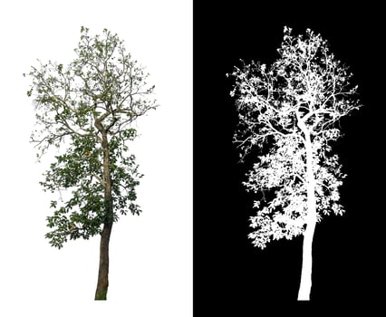 Tree isolated on a white background with clipping path and alpha channel photo