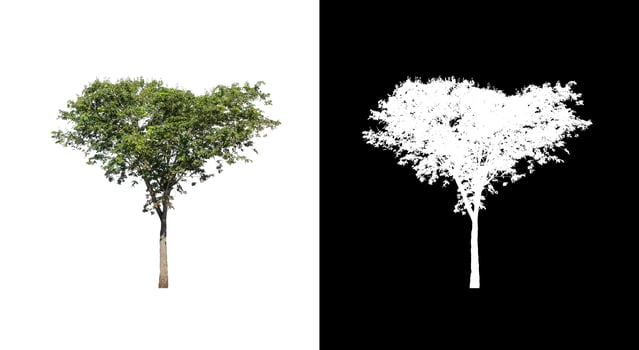 Tree isolated on a white background with clipping path and alpha channel photo