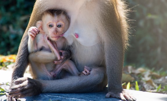 Baby monkey is feeding the mother milk. photo