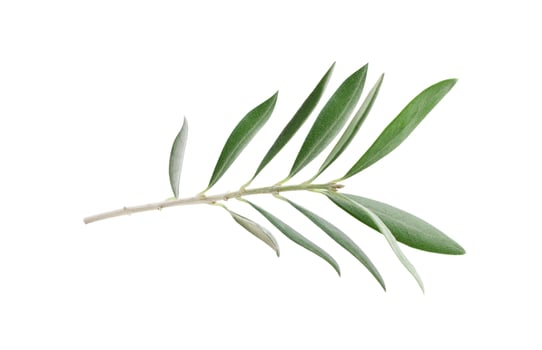 Fresh olive branch leaves isolated on white background photo