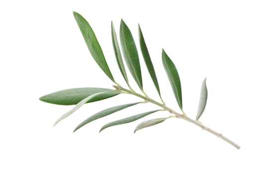Fresh olive branch leaves isolated on white background photo