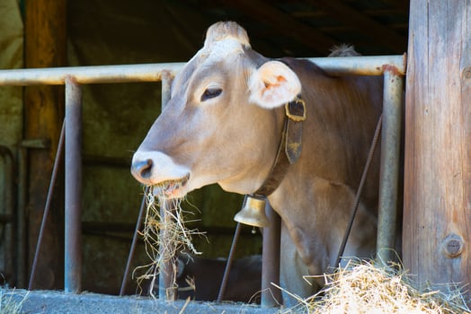 Cow eats hay photo