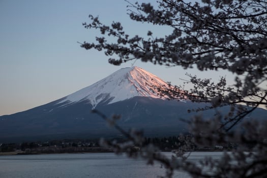 Cherry blossom festival in Japan photo