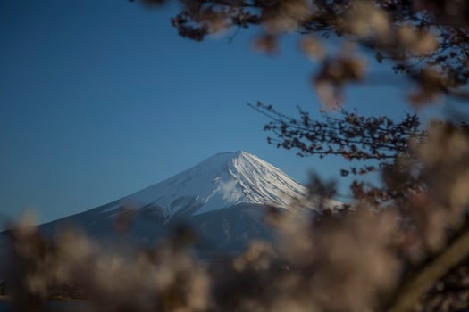 Cherry blossom festival in Japan photo