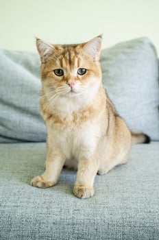 Serious cat sits on a soft sofa and anxiously, with curiosity, looks with its green eyes. photo