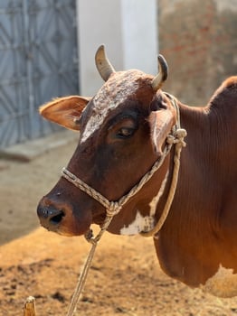Cow and her baby white and brown photo