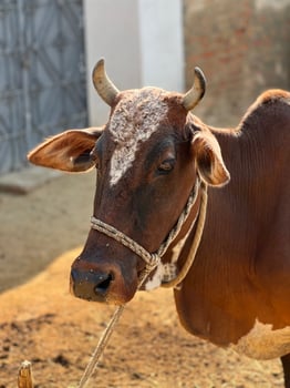 Cow and her baby white and brown photo