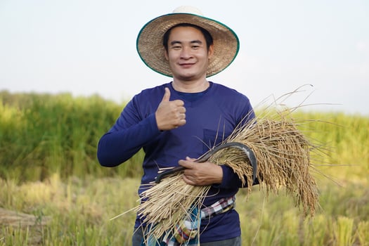 Handsome Asian male farmer wear hat, holds sickle and harvested rice plants at paddy field. Thumbs up. Concept , Agriculture occupation. Farmer with organic rice. photo