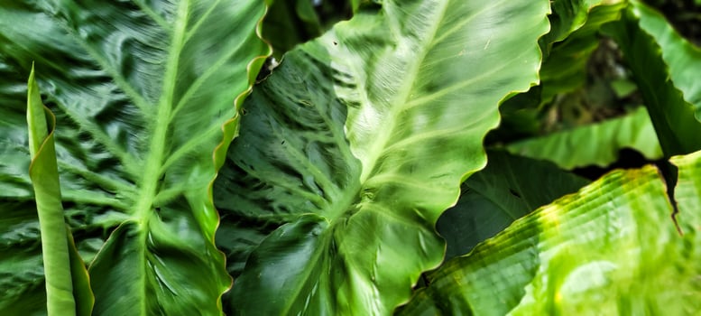 green plant tropical foliage in grove photo