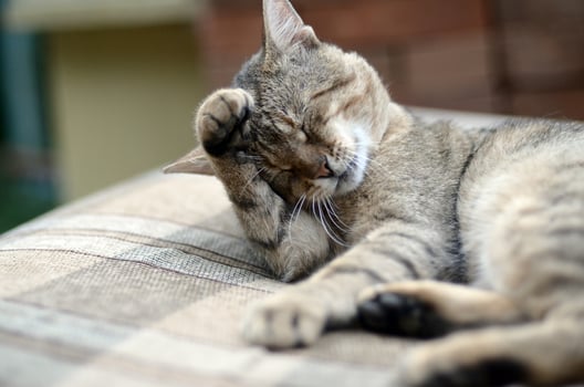 Portrait of tabby cat sitting and licking his hair outdoors and lies on brown sofa photo