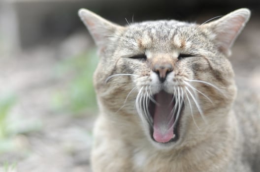 Brown tabby domestic cat yawning on blurred green yard photo