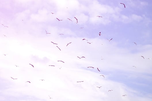 A lot of white gulls fly in the cloudy blue sky photo
