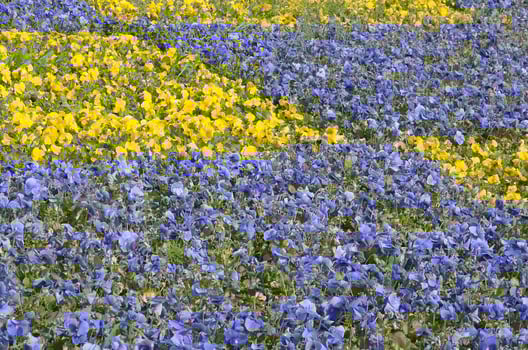 Beautiful violet and yellow blossoming pansies in the spring garden photo
