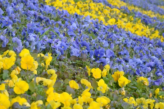 Beautiful violet and yellow blossoming pansies in the spring garden photo