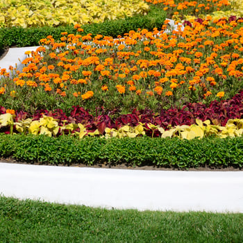 Coleus flowerpot. Beautiful perspective of natural coleus plant leaves photo