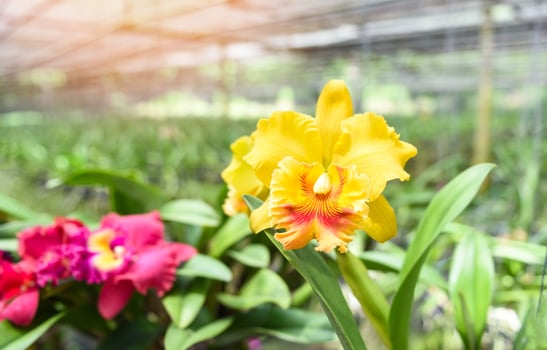 Cattleya Orchids red and yellow beautiful colorful orchid flower in the nature farm nursery plant photo