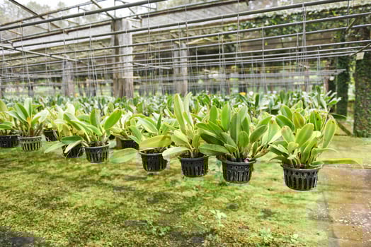 Orchid farm with orchid flower pot hanging on the farm roof in the nursery plant photo