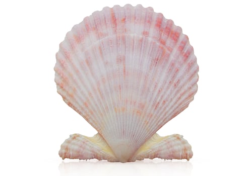 Marine white pink sea conch on white isolated background. Vacation, travel concept photo