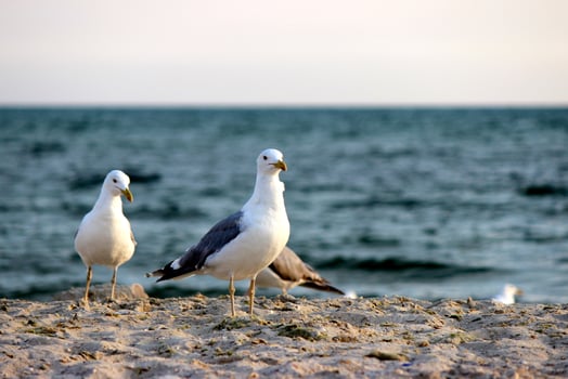 seagulls on beach sand photo