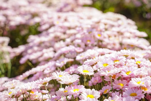 beautiful white daisies  symbol of pure heart  innocence and friendship photo