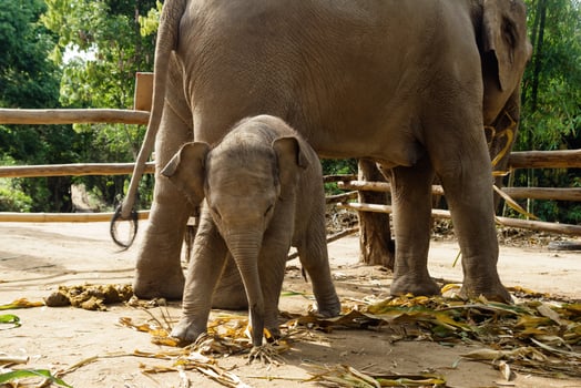 Funny two-month-old baby elephant with its mother. Chiang Mai province, Thailand. photo