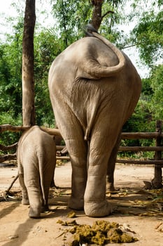 Baby elephant with its mother, back view. Chiang Mai province, Thailand. photo