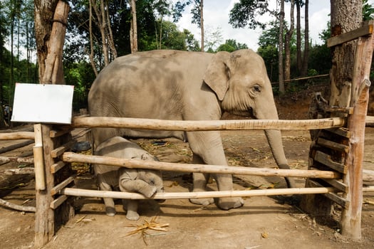Funny two-month-old baby elephant with its mother. Chiang Mai province, Thailand. photo