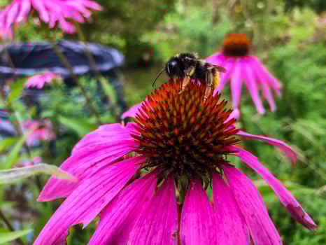 purple coneflower, pink flower growing in a flower bed. a large striped bumblebee sits on the flower. the insect extracts pollen. natural process of pollination of plants photo