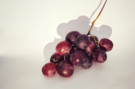 Fresh vitis vinifera fruits just picked from the vineyard, closeup view. photo