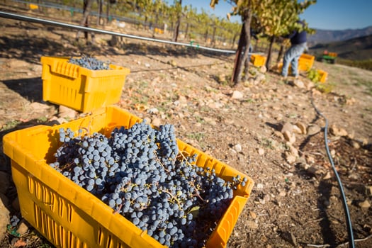 Workers Harvest Ripe Red Wine Grapes Into Bins photo