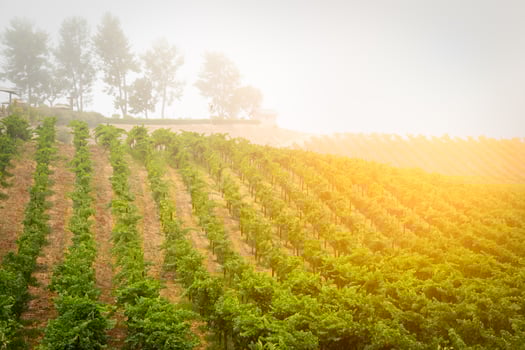 Beautiful Wine Grape Vineyard In The Morning Sun photo