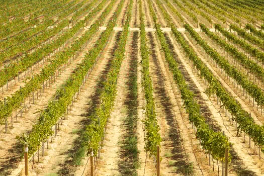 Beautiful Wine Vineyard photo
