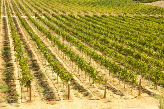 Beautiful Wine Vineyard photo