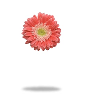 Floating Gerber Dairy photo