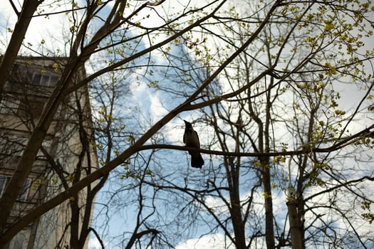 Crow sits in tree. Bird on branch. photo