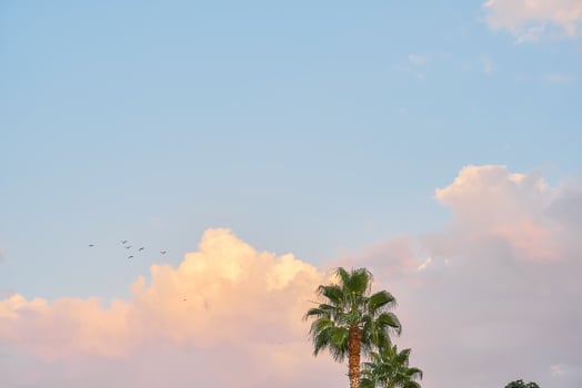 Natural landscape, palm trees against a blue sky with clouds, a warm sunset on the coast of Turkey, seagulls fly to the sea, an idea for a background or wallpaper for a screen with space for text photo