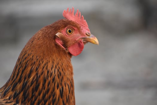 Brown hen face HD image photo
