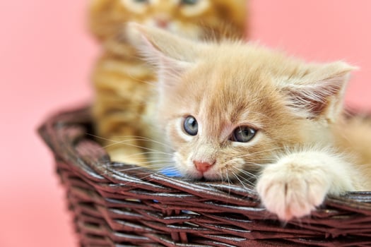 Maine coon kittens in basket, red and cream photo