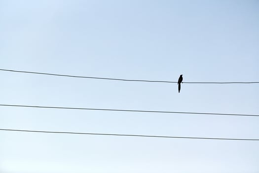 One alone bird on wire photo