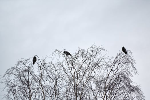 Three crows sitting on tree branches photo