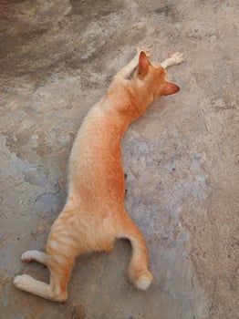 Cat is stretching outdoors photo