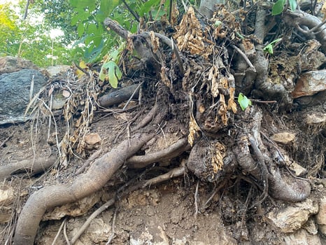 Large powerful tree roots in the ground, uprooted tree from the soil in the forest photo