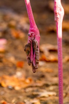 pink flamingo foot photo