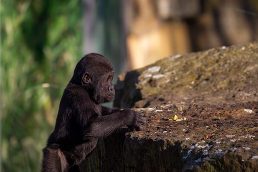 silver back gorilla baby photo