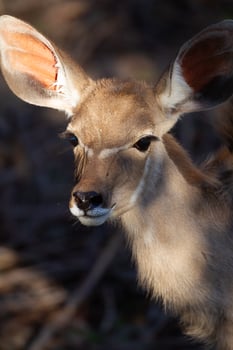 Young Kudu in Sunlight photo