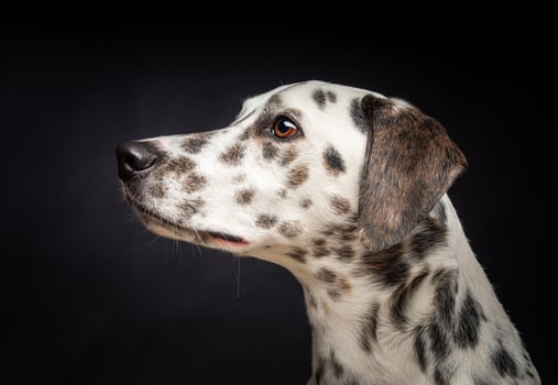 Portrait of a Dalmatian dog, on an isolated black background. photo