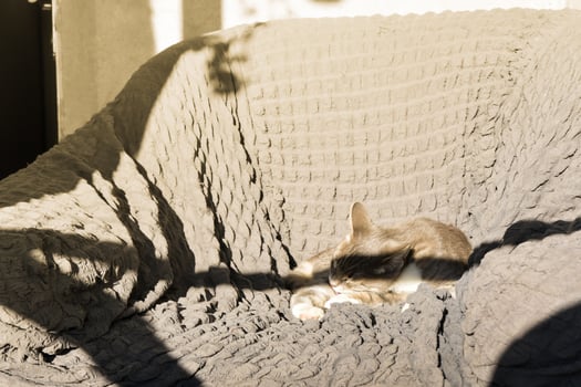 A Grey tabby cat laying sleeping on a bed closeup. Short Hair young brindle kitten sleep photo
