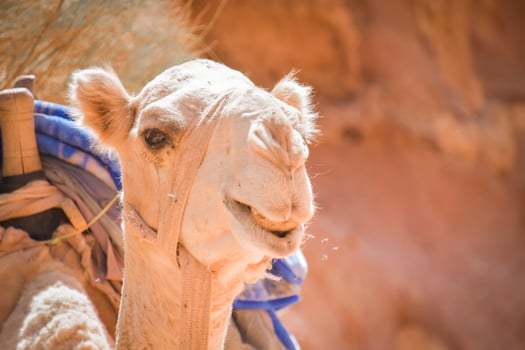 Camel portrait in desert photo