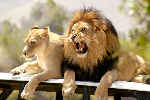 Male Lion growls and roars his dissatisfaction at his lioness. photo