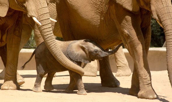 A baby elephant is being protected by its family in the herd. photo